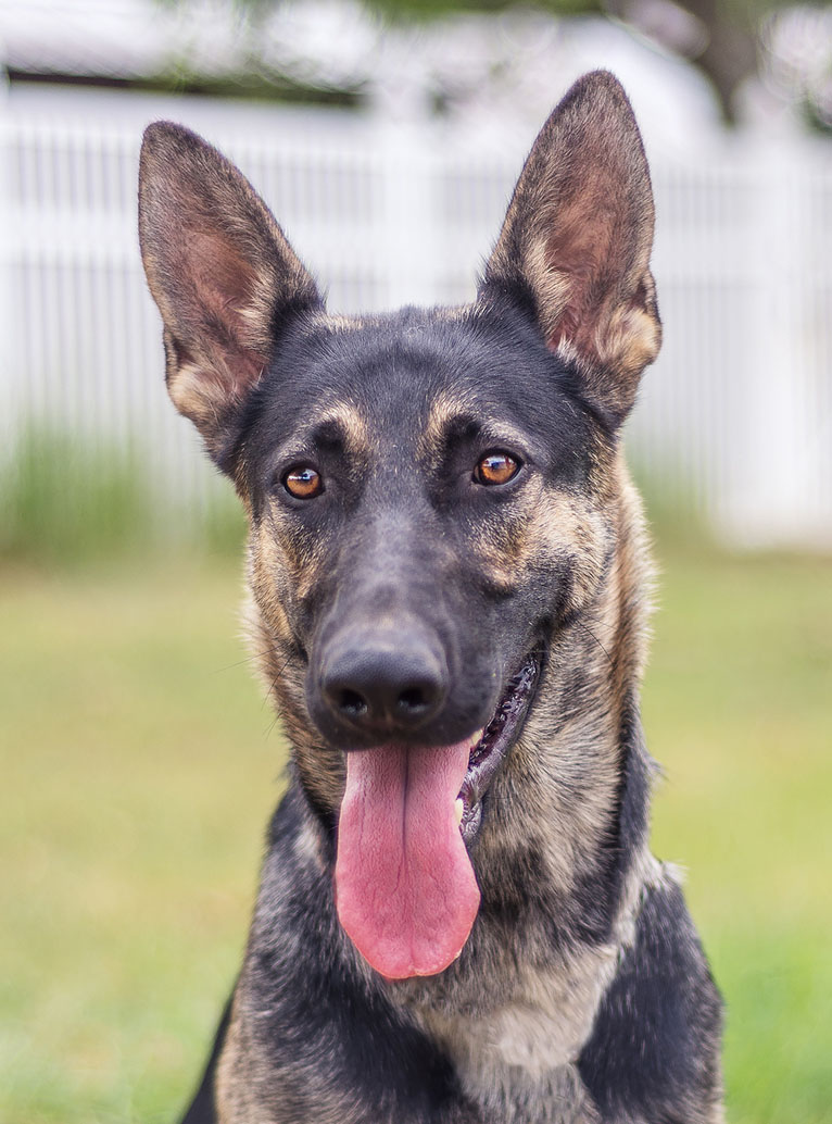 Chloe | Austin German Shepherd Dog Rescue