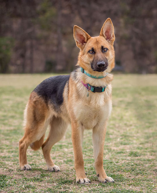 Foxy | Austin German Shepherd Dog Rescue