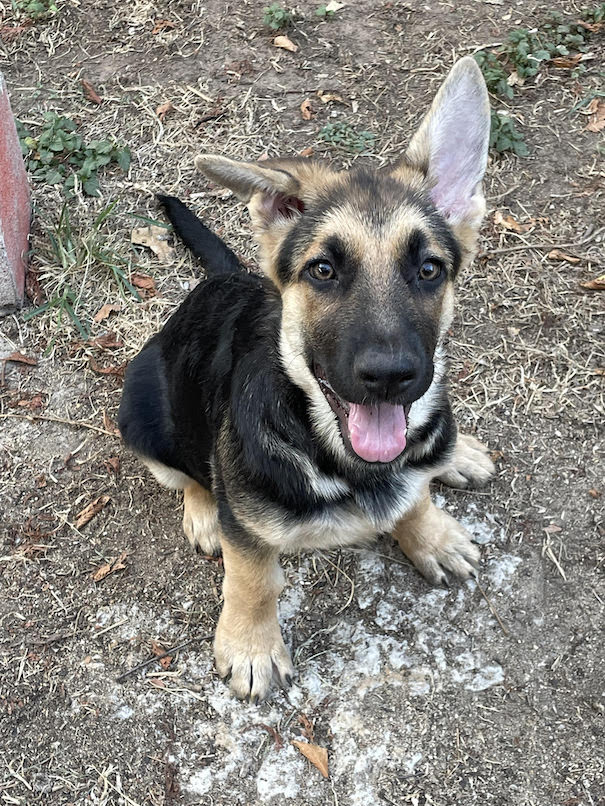 Frankie | Austin German Shepherd Dog Rescue