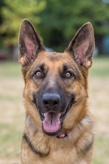 Ginna | Austin German Shepherd Dog Rescue