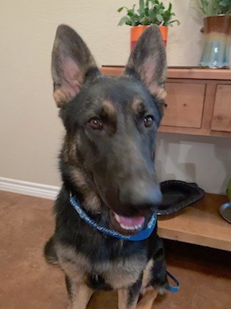 Greta | Austin German Shepherd Dog Rescue