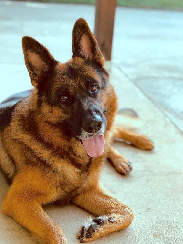 Gunner | Austin German Shepherd Dog Rescue