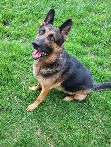 Kaiser | Austin German Shepherd Dog Rescue