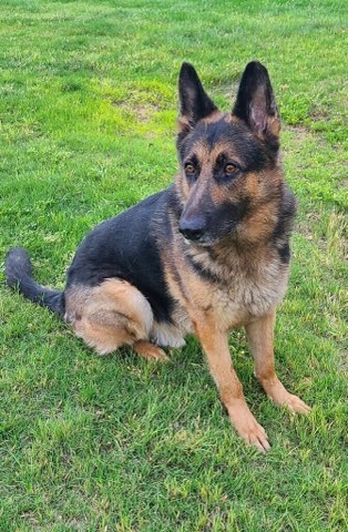 Kaiser | Austin German Shepherd Dog Rescue