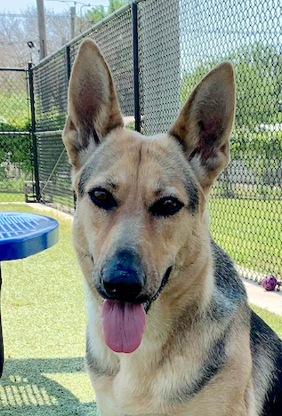 Kimber | Austin German Shepherd Dog Rescue