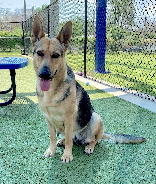 Kimber | Austin German Shepherd Dog Rescue