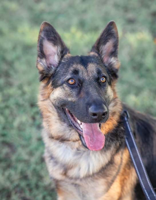 Kona | Austin German Shepherd Dog Rescue