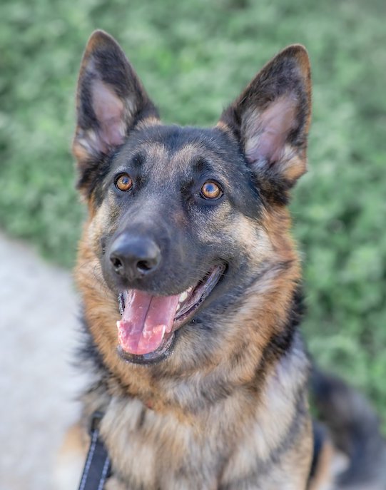 Kona | Austin German Shepherd Dog Rescue