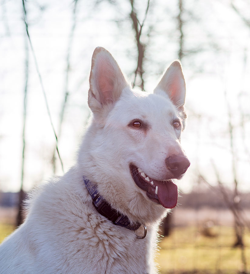 Kringle | Austin German Shepherd Dog Rescue