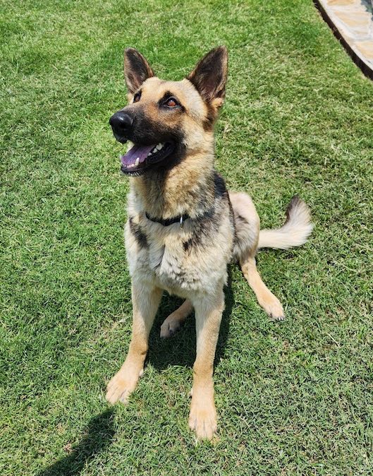 Leia | Austin German Shepherd Dog Rescue