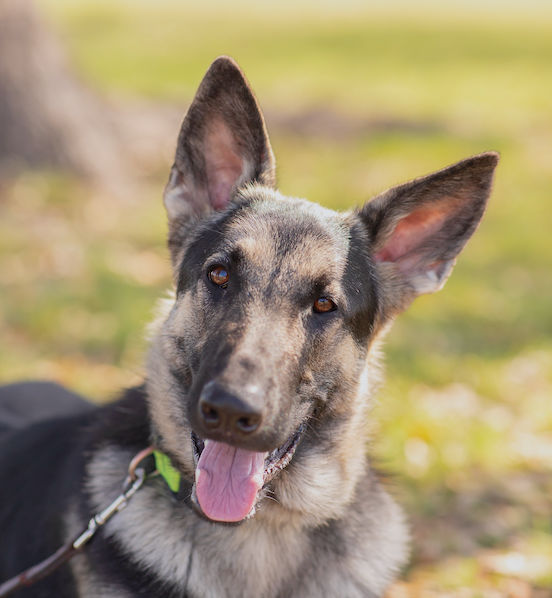 Mackey | Austin German Shepherd Dog Rescue