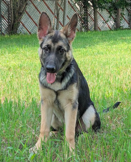 Mia | Austin German Shepherd Dog Rescue