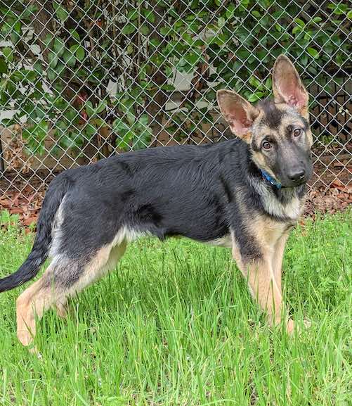 Mia | Austin German Shepherd Dog Rescue