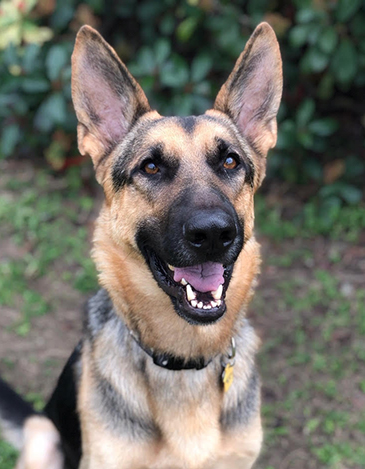 Ragnar | Austin German Shepherd Dog Rescue