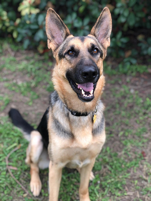 Ragnar | Austin German Shepherd Dog Rescue