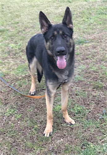 Rex | Austin German Shepherd Dog Rescue