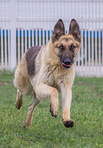 Rocky | Austin German Shepherd Dog Rescue