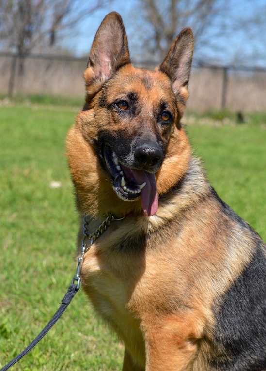 Shelby | Austin German Shepherd Dog Rescue