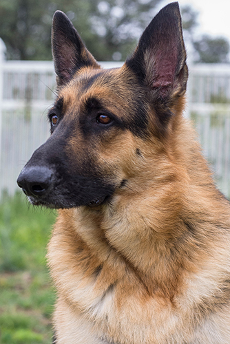 Thor | Austin German Shepherd Dog Rescue