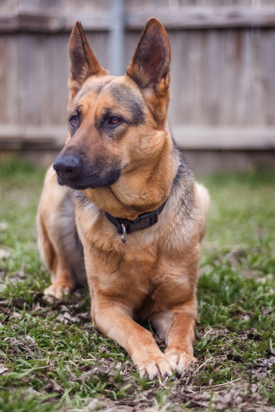 Sophia | Austin German Shepherd Dog Rescue