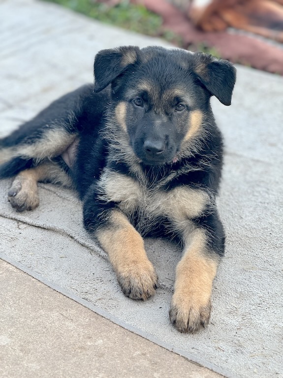 Violet | Austin German Shepherd Dog Rescue