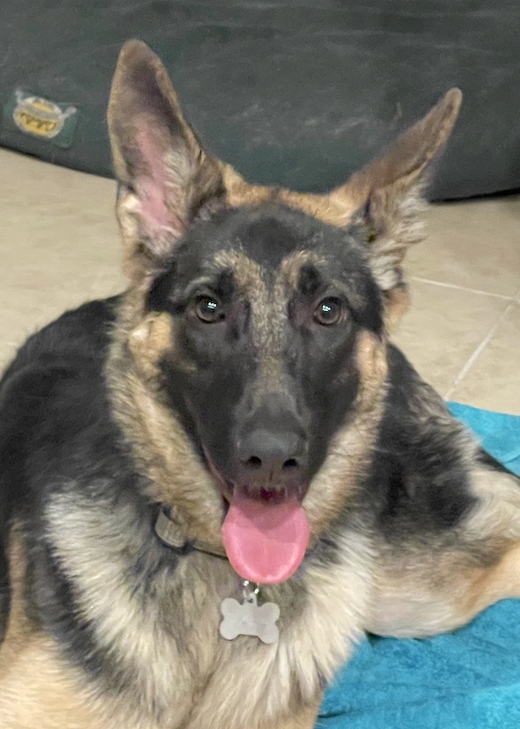 Xara | Austin German Shepherd Dog Rescue