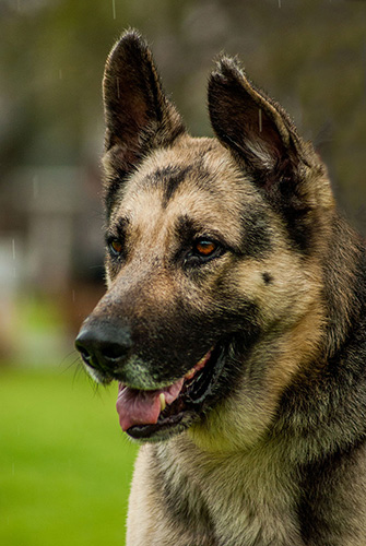 Kopper | Austin German Shepherd Dog Rescue