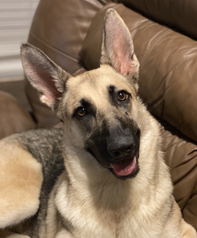 Nala | Austin German Shepherd Dog Rescue