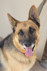 Bear, a black and tan german shepherd