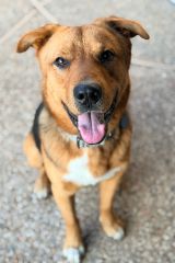 Red, Black and White German Shepherd mix sitting