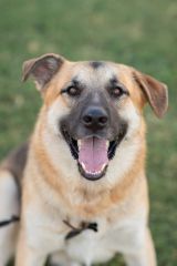 Beau, a black and tan german shepherd