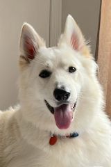 Beau, a fluffy white husky, shepherd, retriever mix