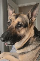 Beti, a black and tan german shepherd