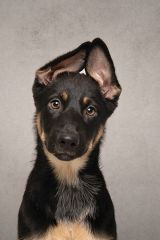 Cairo, a black and tan german shepherd puppy