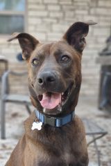 Cesar, a brown Belgian Malinois mix