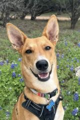 Charli, a tan and white shepherd mix