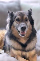 Chief, a beige, black and white shepherd