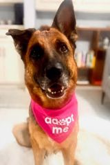 Tan and Black German Shepherd sitting with adopt me bandana