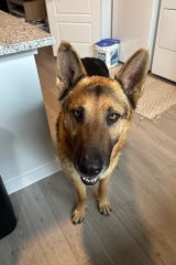 Tan and Black German Shepherd standing on wood floor