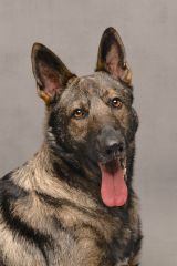 Havoc, a sable german shepherd