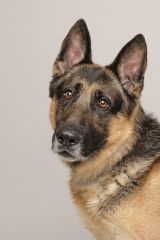 Jerry, a black and tan german shepherd