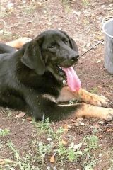 Joy a black and tan hound and german shepherd mix