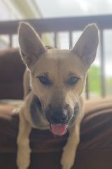 Kazuky, a black and tan german shepherd mix