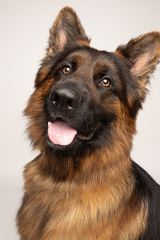 Kilo, a black and tan german shepherd