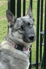 Lily, a grey and black Husky/Shepherd mix