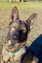 Lobo, a sable german shepherd