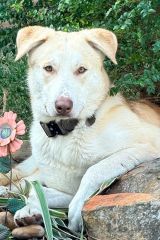 White and Tan German Shephard Siberian Husky Mix laying outdoors
