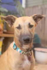 Lucy, a blond shepherd mix