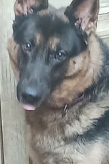 Michael, a black and tan german shepherd