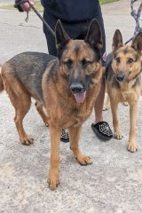 Mojo and Lulu, black and tan german shepherds